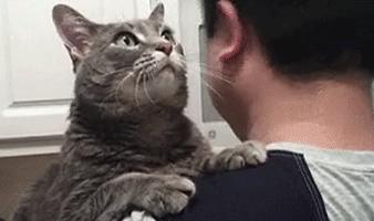 猫为什么会打呼噜？而且人类听了还特别爽？抖m吗？