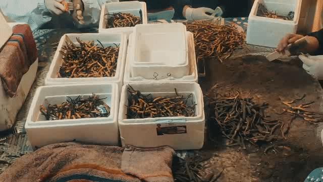 揭秘青藏高原挖虫草,探秘藏民挖虫草