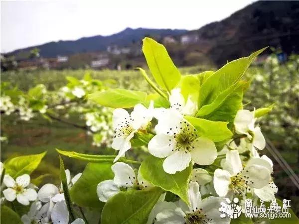 “色香味形”面面俱到!这样的南江你见过吗?