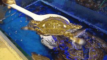 秦皇岛人都知道的地方,秦皇岛最好的海鲜自助餐厅排名榜