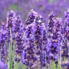 又到了薰衣草盛开的季节,上海市薰衣草花海