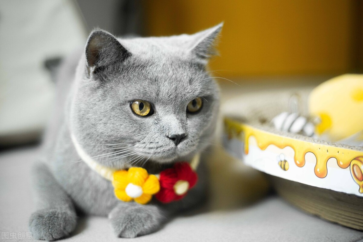 宠物店过来人的忠告,宠物店警告话术有哪些内容