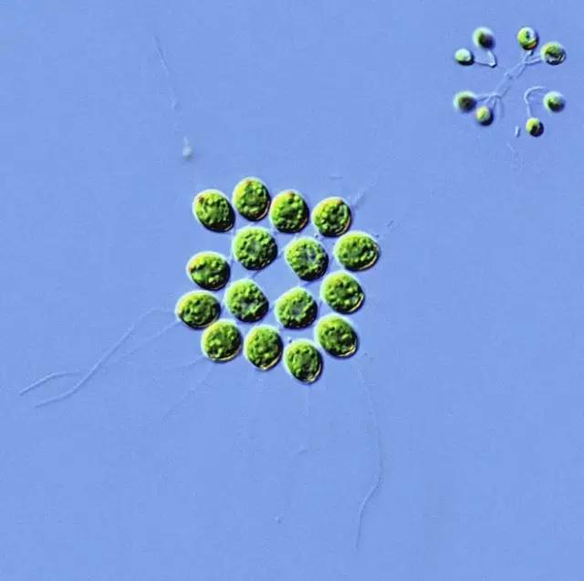 水产养殖藻类老化是怎样的,水产养殖显微镜下各种藻类