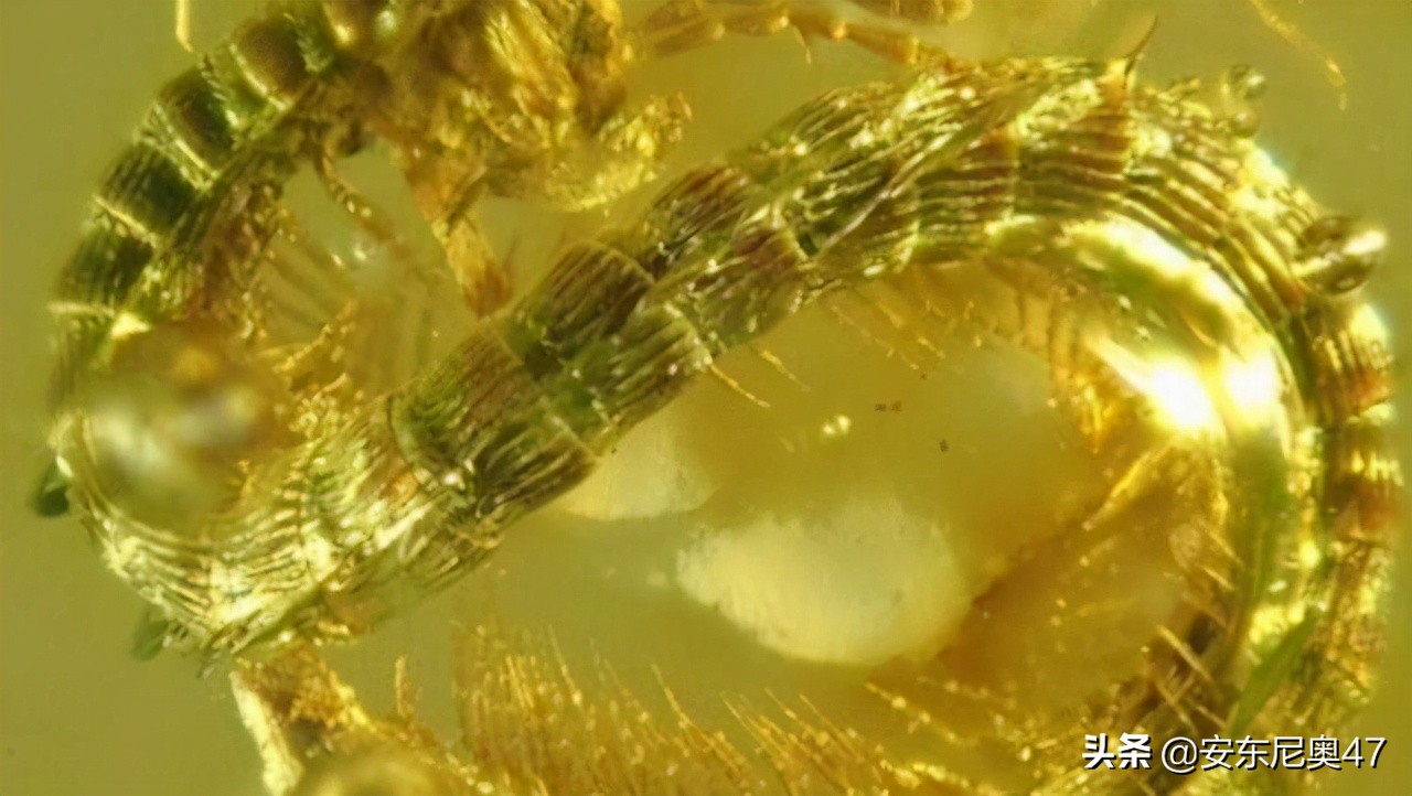 科学家研究巨形蜈蚣,首次发现巨型蜈蚣