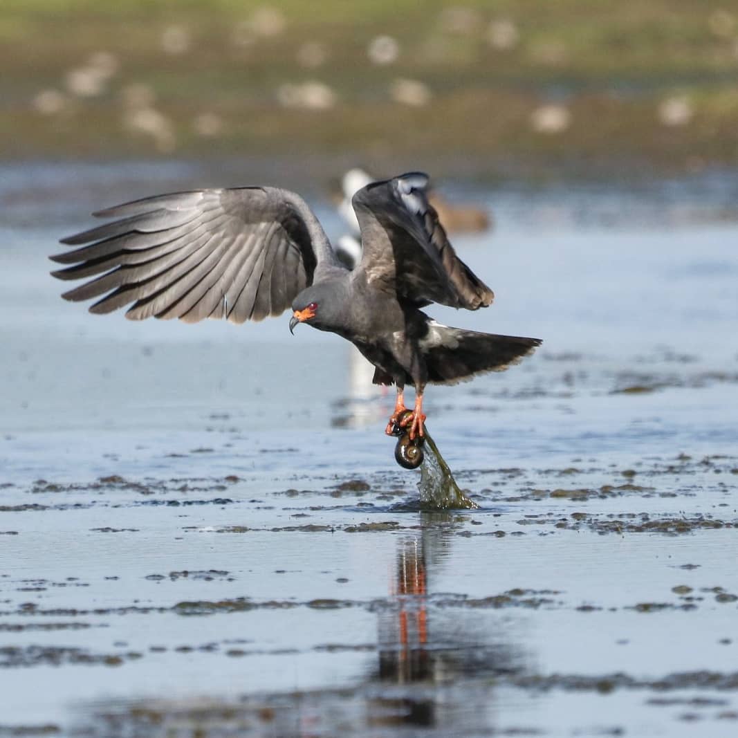 濒临灭绝的蜗牛风筝Snailkite，你知道这种鸟吗？