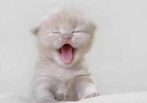 幼猫爱叫不吃奶,幼猫喜欢吃饭不喜欢吃猫粮怎么办