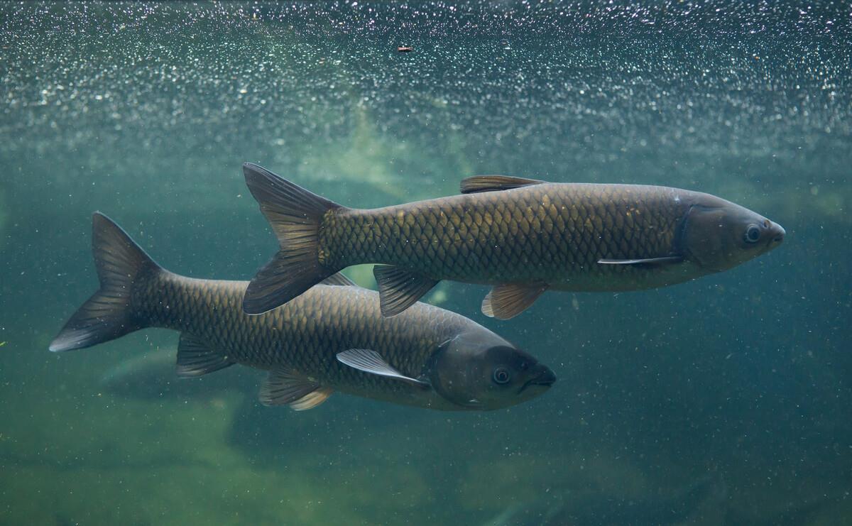 钓鱼小药使用基础知识有哪些呢,怎么选择钓鱼小药