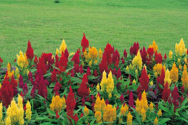 五一草花摆放的图片,春天常见的40种花图片