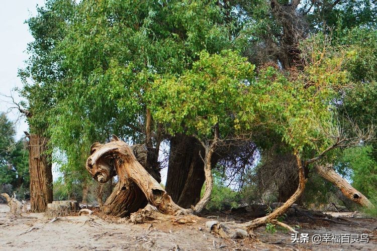 西天取经自驾游攻略,贵州出发自驾敦煌旅游攻略