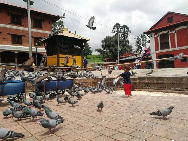 尼泊尔旅游有什么优惠政策,中国对尼泊尔旅游免签吗