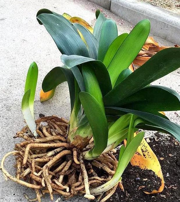 君子兰的养殖方法怎样移栽,君子兰分株移栽的方法