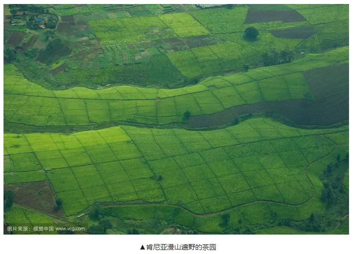 肯尼亚红茶全是粉末吗,肯尼亚红茶有哪些