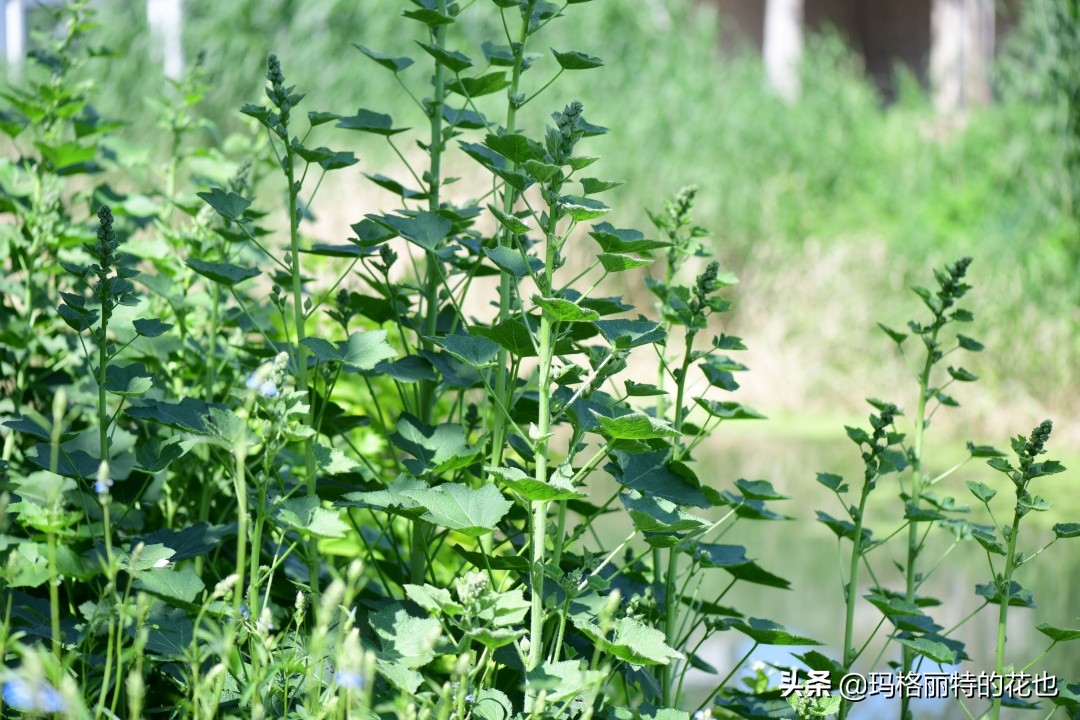 徒长花草怎样处理,徒长的树木怎么处理
