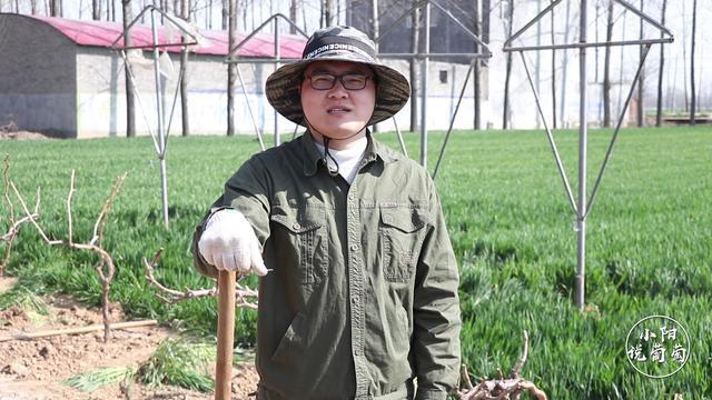 葡萄苗木怎么栽培,葡萄苗木种植技术