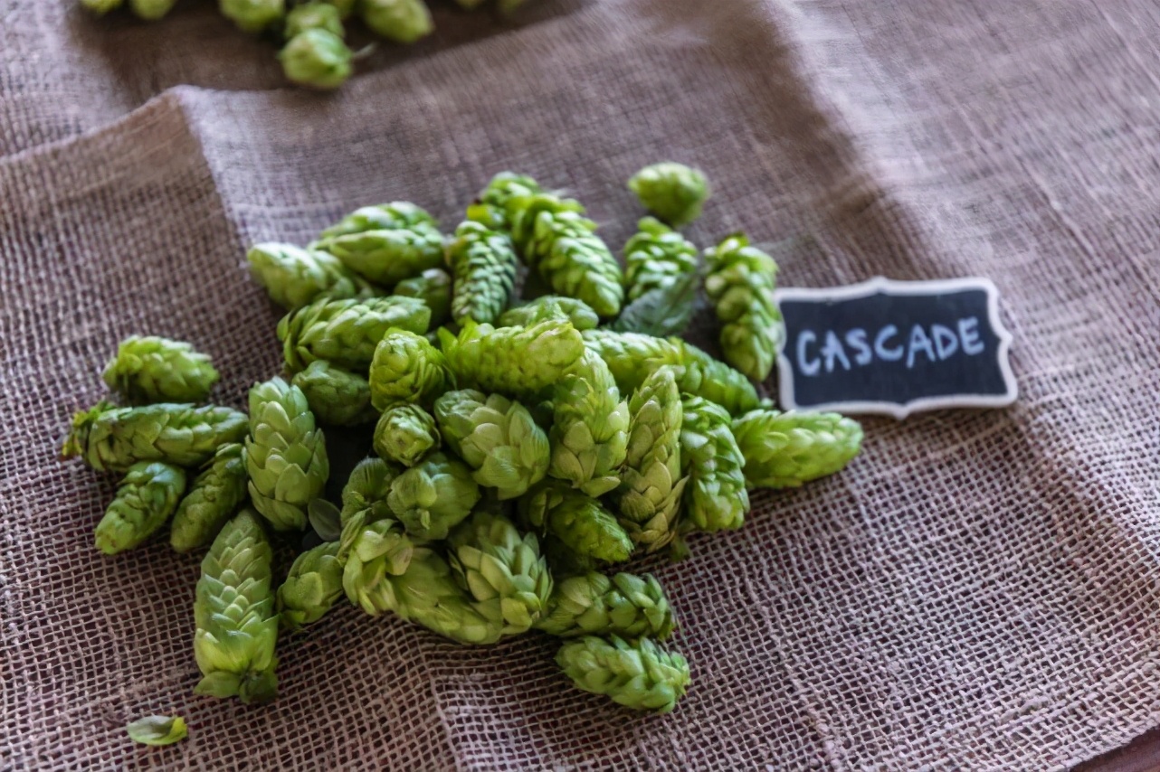 沃夫狼ipa和豪铂熊ipa,沃夫狼ipa精酿啤酒印度风味