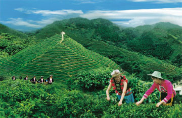 永春佛手有什么特点,永春佛手有什么味道