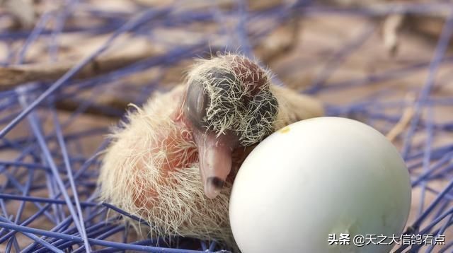 赛鸽怎么淘汰幼鸽,赛鸽品种改良第一步