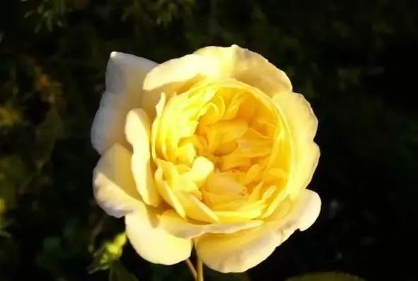 玫瑰花有哪些品种,玫瑰花有哪些品种大全