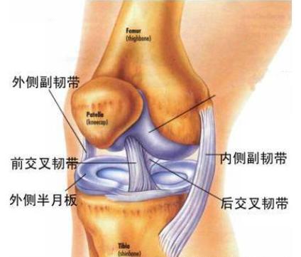 跑步爬楼梯腿会变粗嘛,爬山跑步会磨没软骨吗