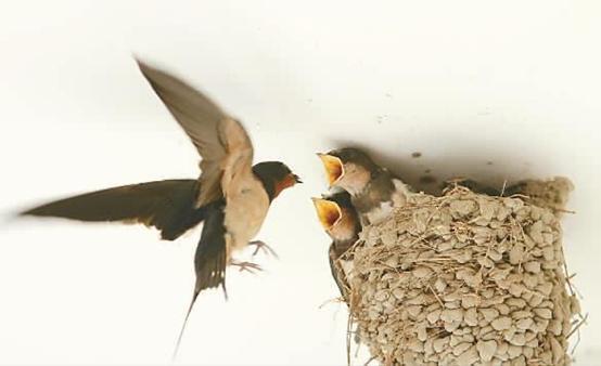 燕窝知识儿童篇,你不知道的营养知识