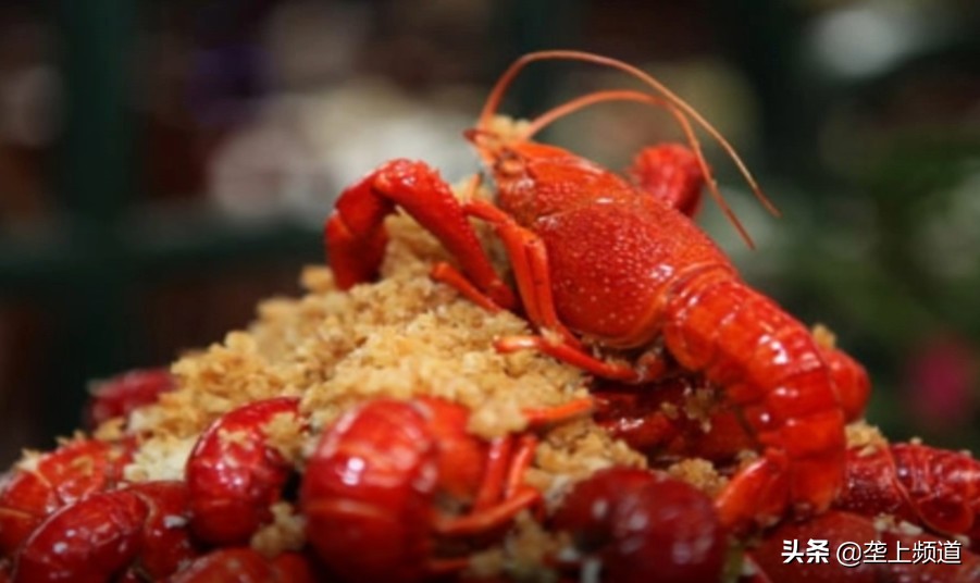 小龙虾如何暂养死亡率低,小龙虾不打洞能养殖