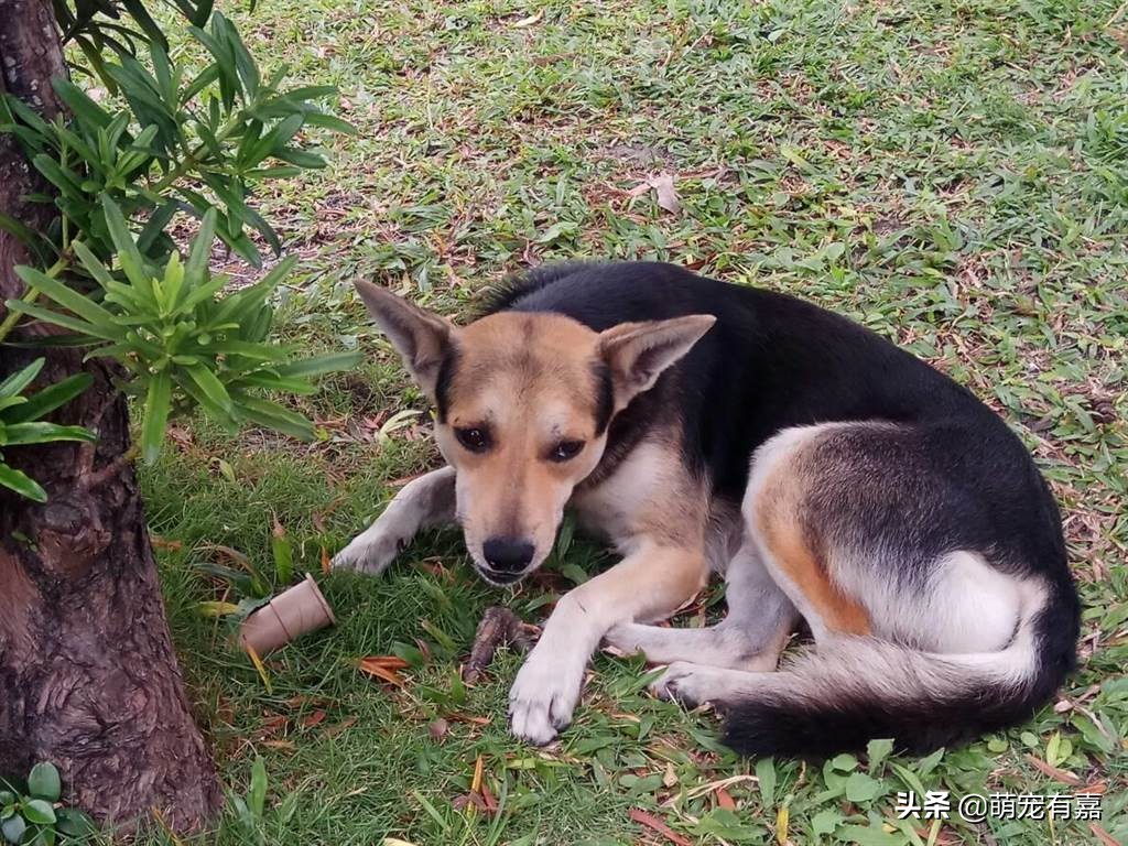 先天性心脏病狗狗的注意事项,心脏病的狗狗吃什么药