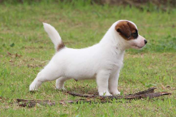 最聪明的十大狗狗品种介绍,史上最全的狗狗品种记得收藏