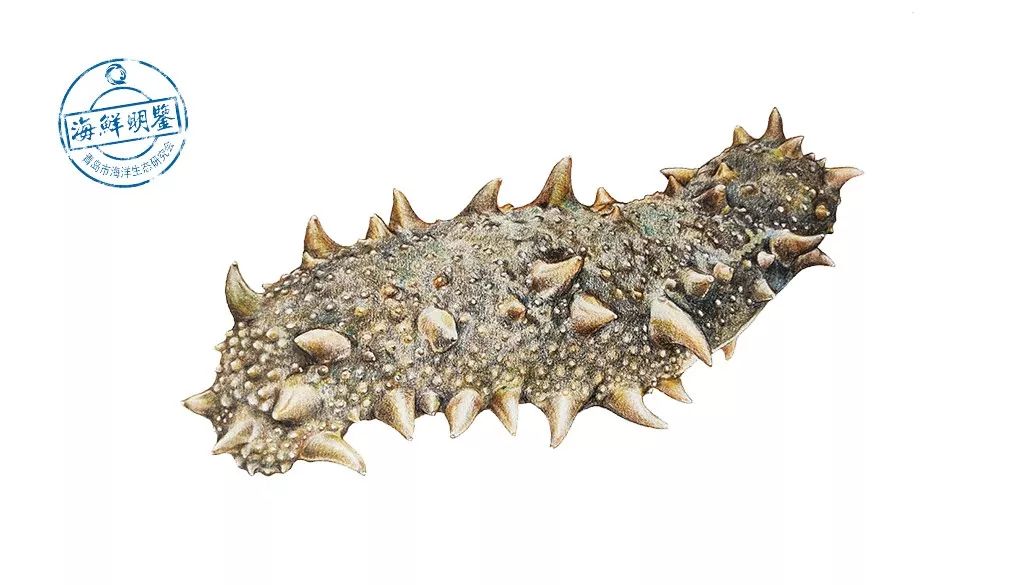 远销日韩,一斤可卖数千元!这条海中名“参”,为啥能卖这么贵?