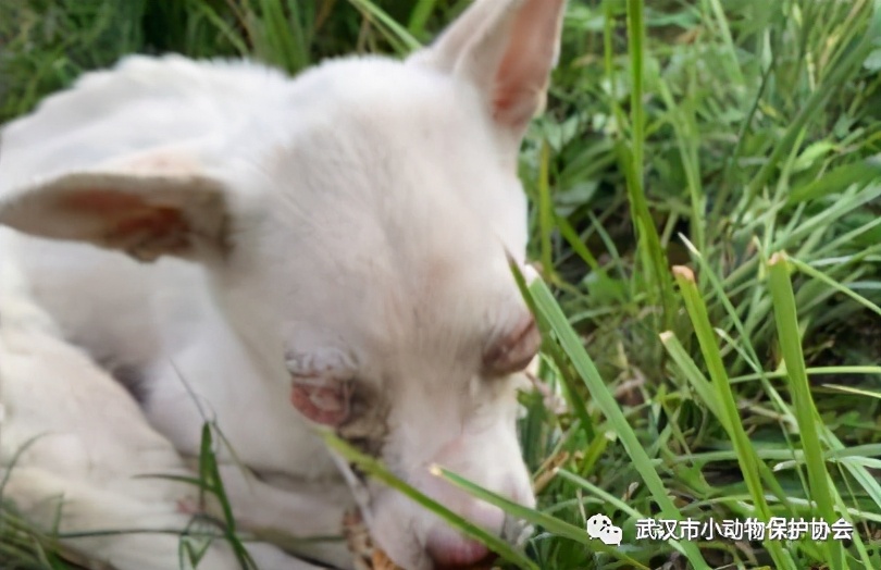 背部烫伤伤口发白是溃烂吗,眼睛被开水烫伤过容易得什么炎症