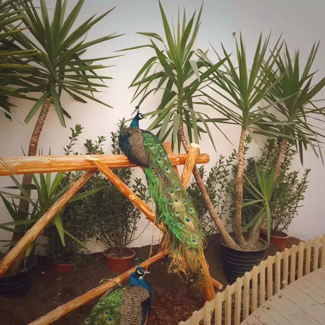 都江堰有座百花村藏了不少民宿呢,都江堰百花村