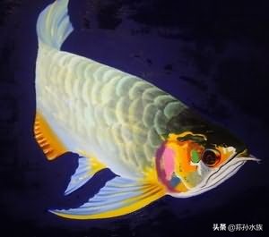 如何分辨龙鱼是否咬尾,龙鱼缩尾和肥胖有关系吗