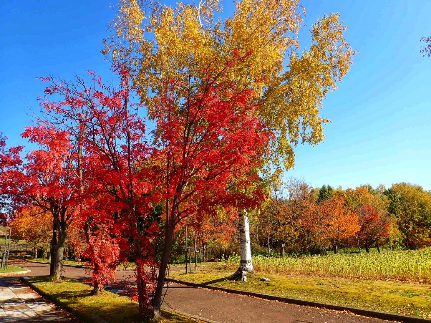 北海道登别到美瑛町需多久,日本北海道美瑛川的雪景