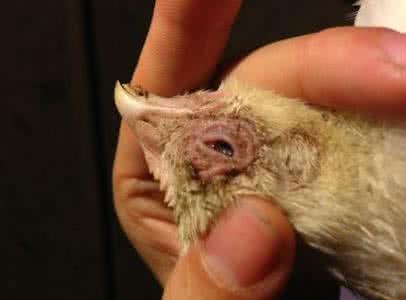 鸡生病眼睛肿是什么病,养鸡的鸡眼睛怎么治疗