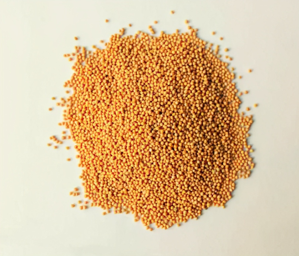 芥末是用什么做的为什么是绿色的,芥末是治什么用的