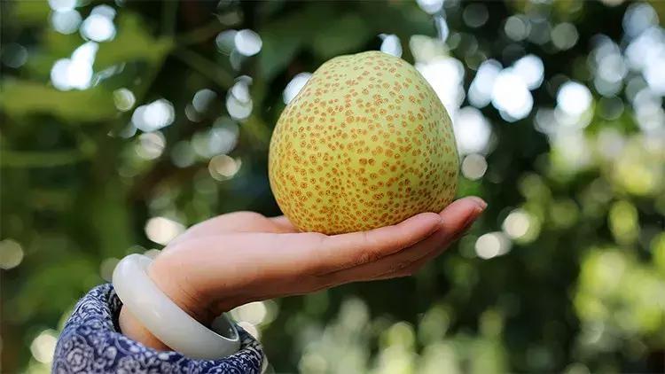 秋冬梨膏润肺止咳,久咳秋梨润肺膏