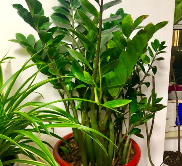 养金钱树小苗怎么施肥,养金钱树防烂根黄叶