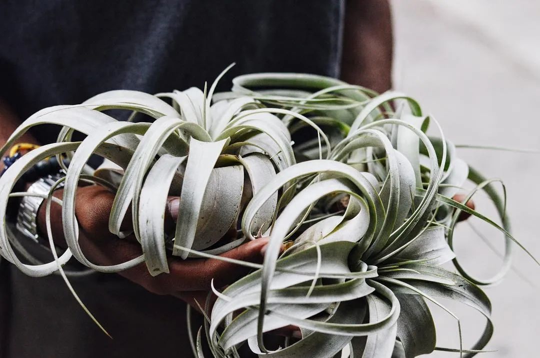 金盆洗手吧，植物杀手们