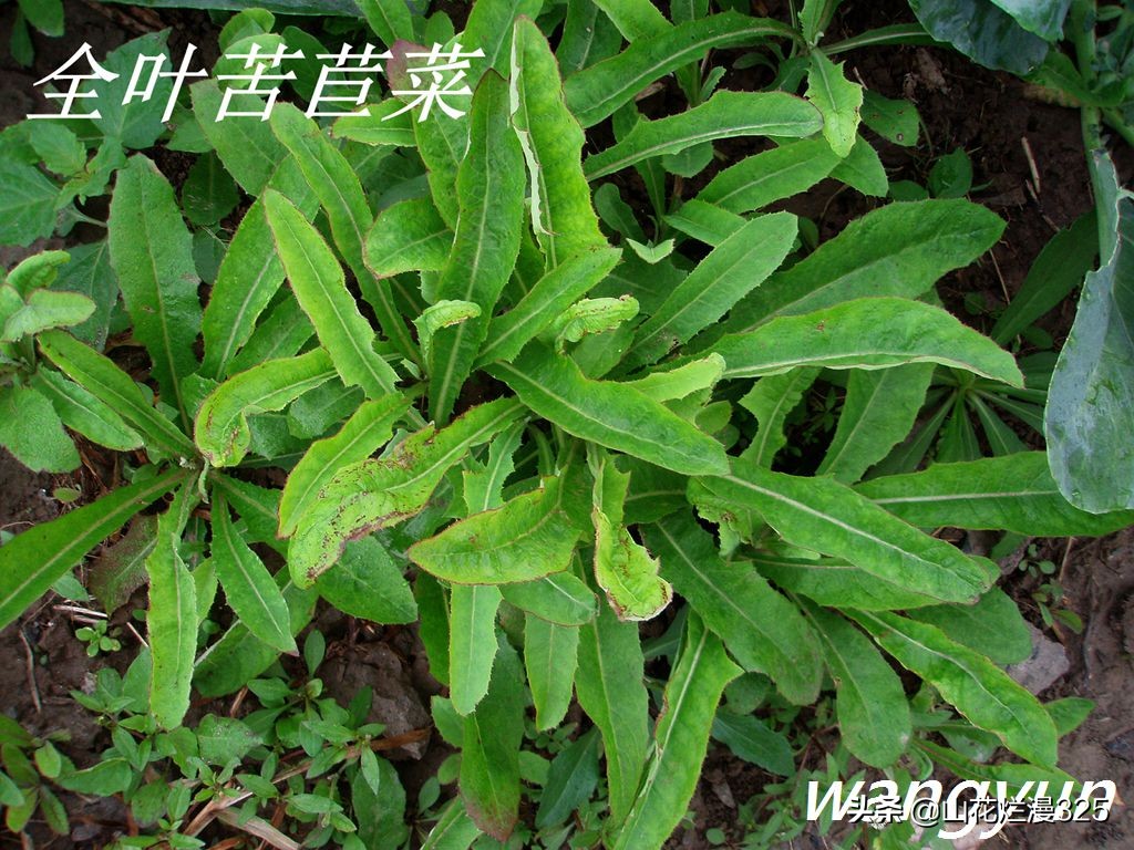 野生菊苣的辨认与图片,野菜苦菜识别方法