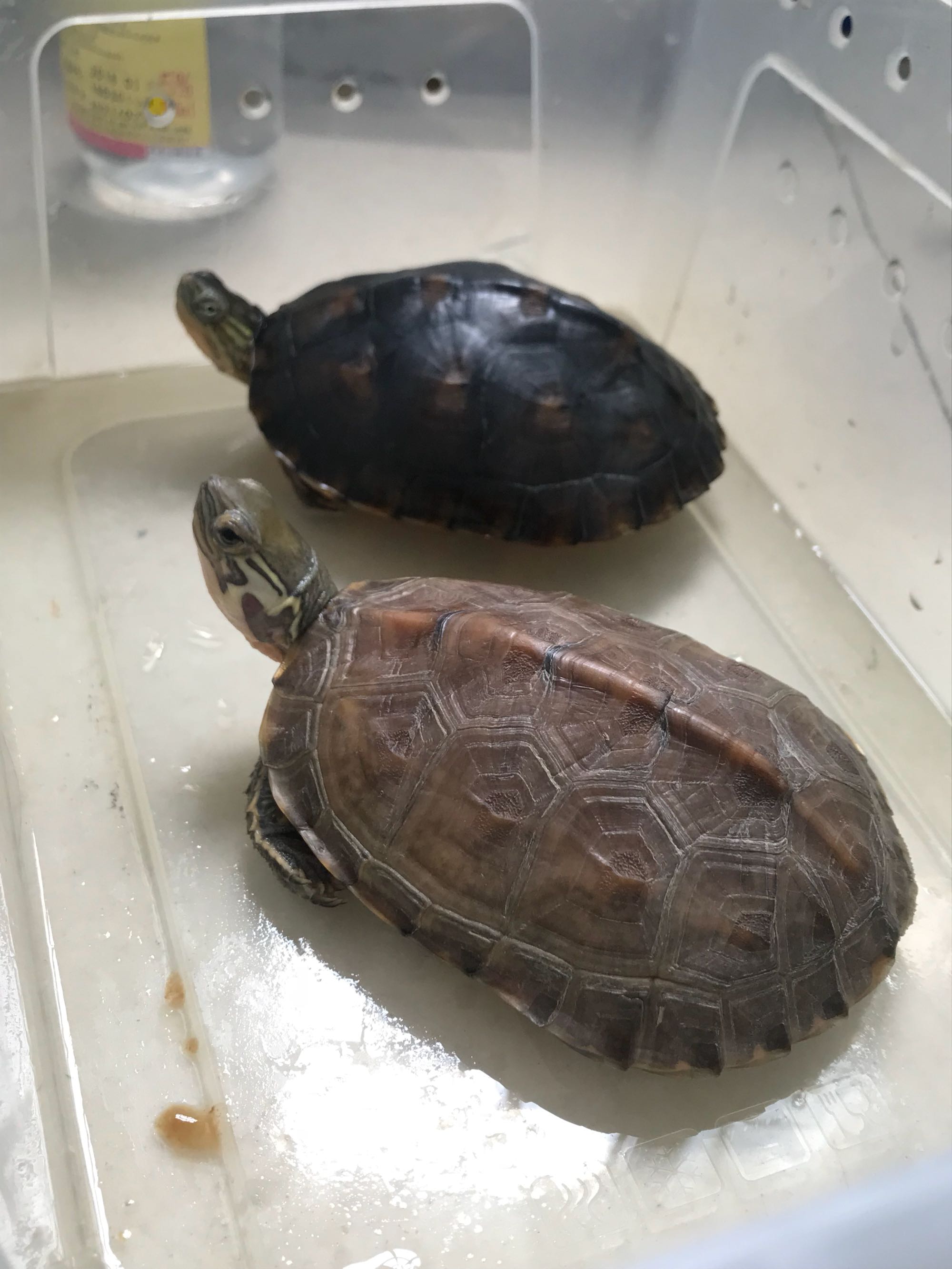 深水养龟溺水症状,乌龟溺水急救案例养龟必看