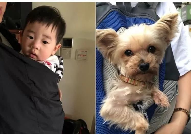 每天黏一起出现姐弟脸！约克夏撞脸小主人，连眯眯眼也同款