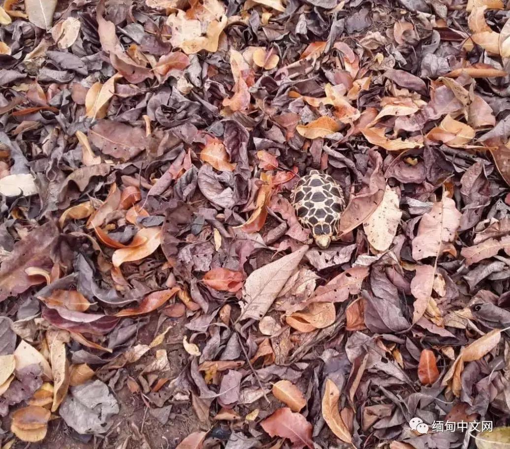 缅甸星龟成体,成年缅甸星龟