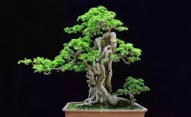 盆景的剪枝方法和技术,黑松盆景剪枝为什么不能一次到位