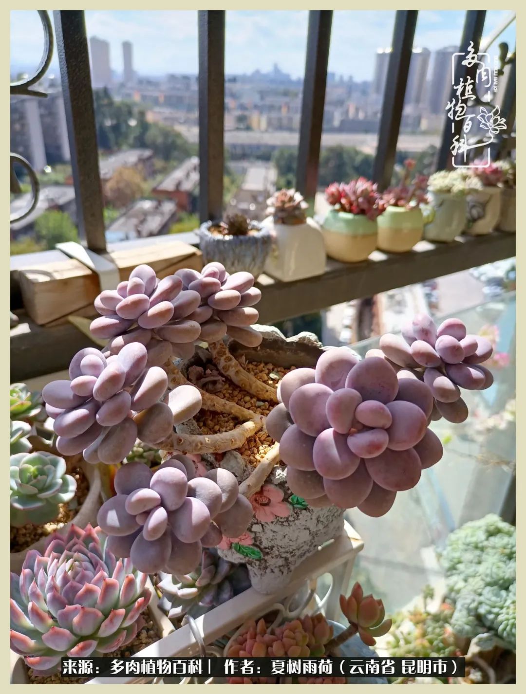自从养了多肉有了窗台想要个阳台,养多肉10年多