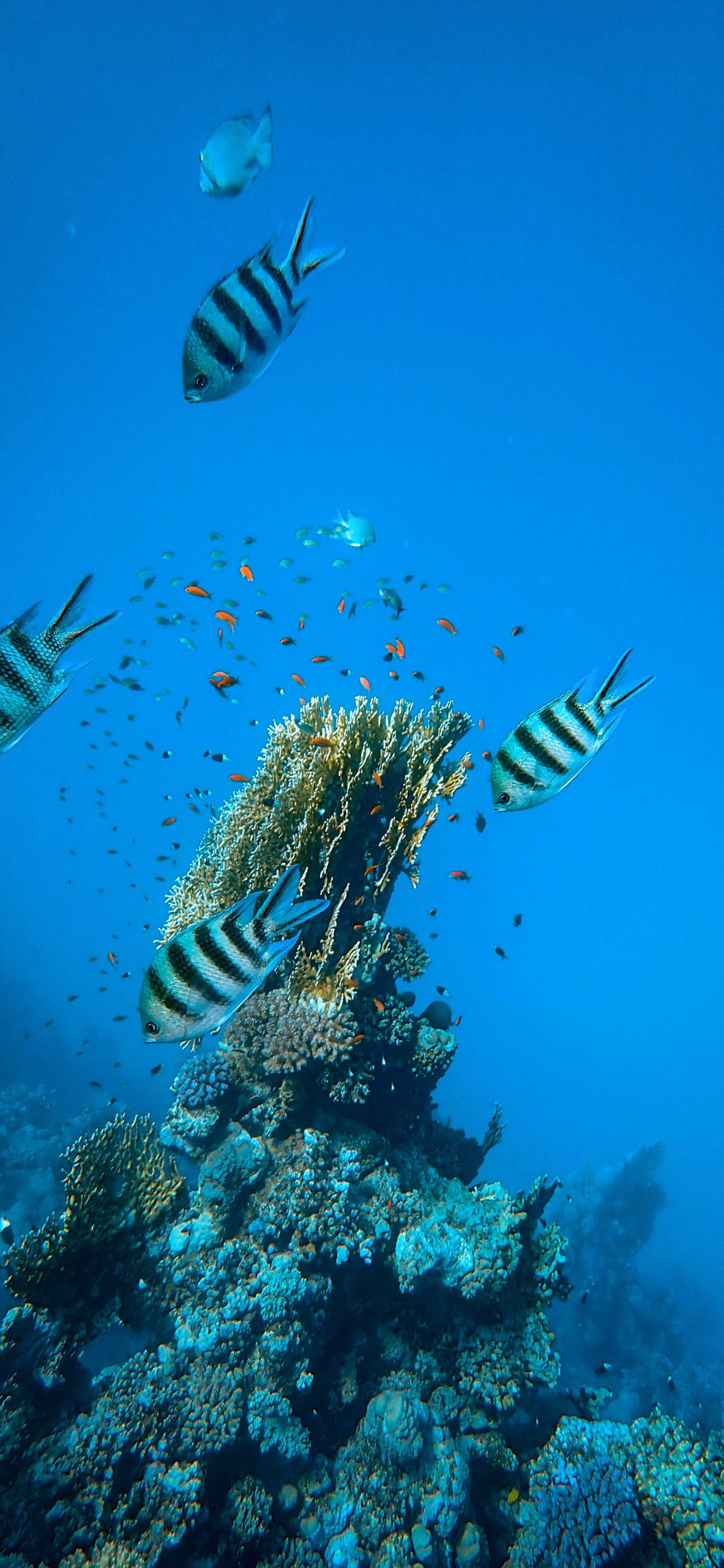 花鸟壁纸动物壁纸,动物壁纸高清手机壁纸
