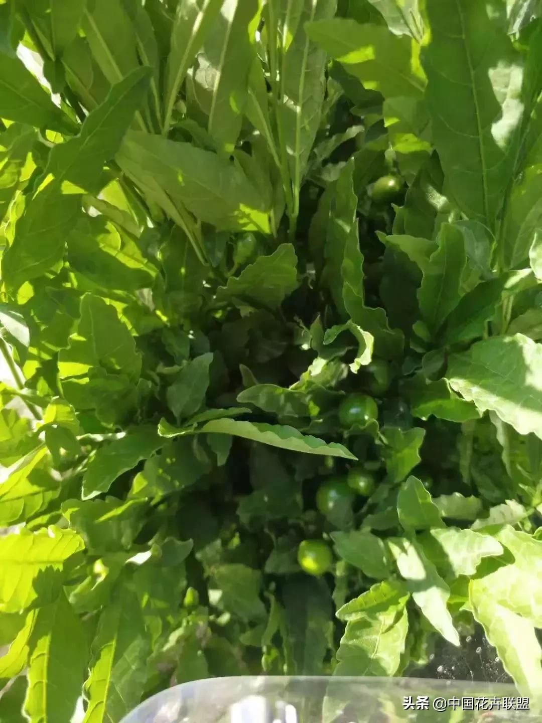 春天花市有哪些花材,便宜又大把的花材有哪些