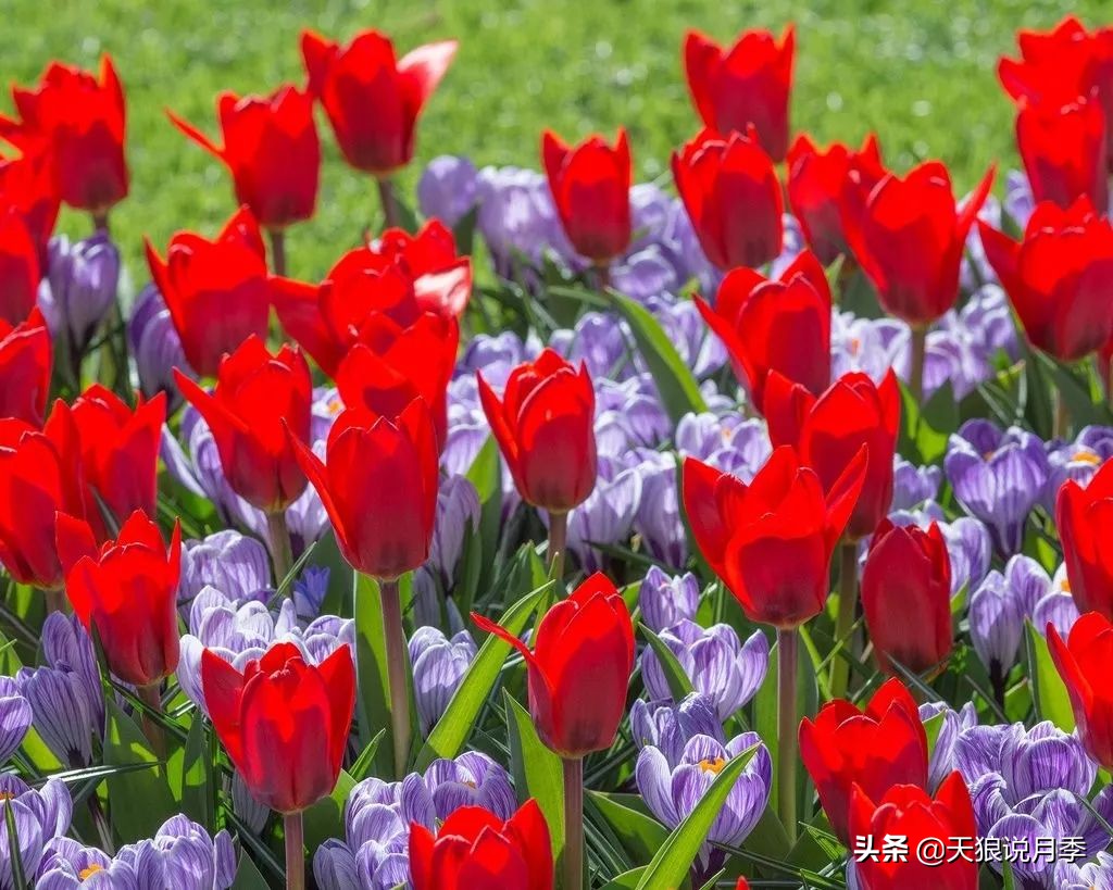 狼家球根怎么样,狼家球根上市了吗