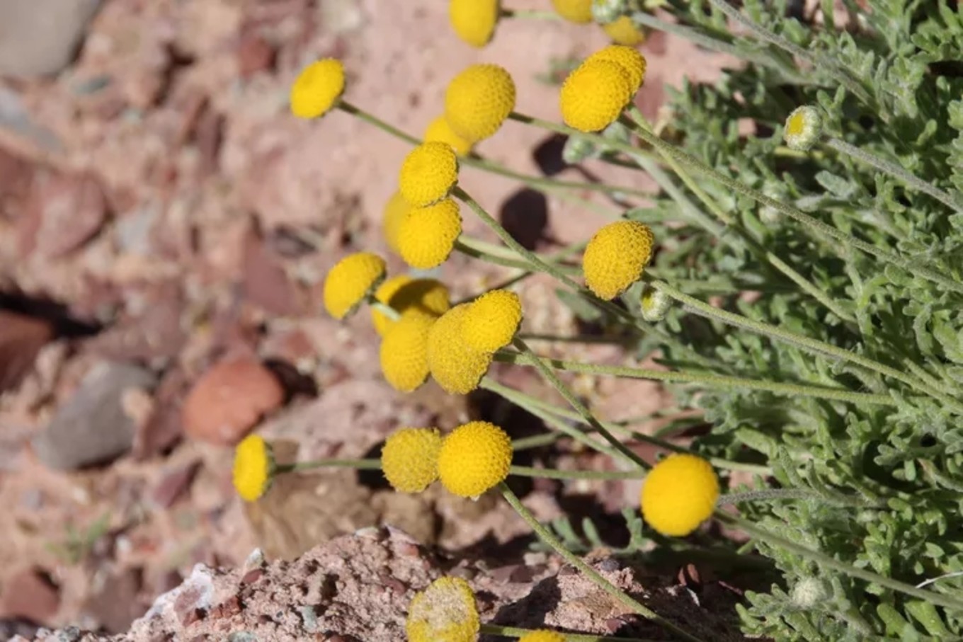 冰沟丹霞距离张掖多远,张掖冰沟丹霞风景区图片