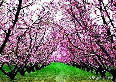 许你三生三世，送你最美十里桃花诗！