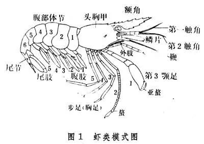 伍建丰画虾步骤图,画虾蟹的步骤图解