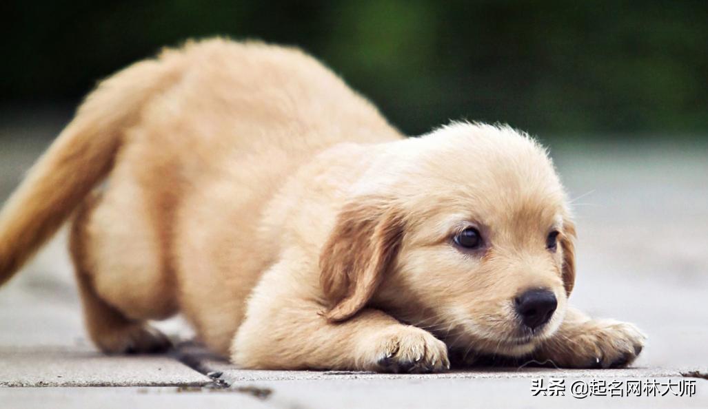 最有趣的狗狗名,时尚潮流狗狗的名